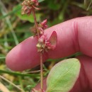 Atriplex prostrata BoucherAtriplex prostrata Boucher