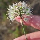Allium ericetorum ThoreAllium ericetorum Thore