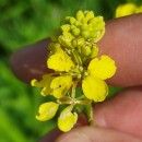 Brassica nigra (L.) KochBrassica nigra (L.) Koch