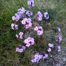 Erysimum linifolium  (Pers.) J. GayErysimum linifolium  (Pers.) J. Gay