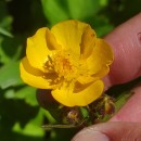 Ranunculus repens L.Ranunculus repens L.