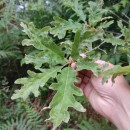 Quercus pyrenaica Willd.Quercus pyrenaica Willd.