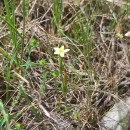 Centaurium maritimum (L.) FritschCentaurium maritimum (L.) Fritsch