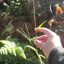 Digitaria sanguinalis (L.) Scop.Digitaria sanguinalis (L.) Scop.