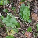 Rumex acetosa  L.Rumex acetosa L.