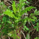 Sonchus asper (L.) HillSonchus asper (L.) Hill