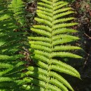 Dryopteris affinis - Grupo (Lowe) Fraser-JenkinsDryopteris affinis - Grupo (Lowe) Fraser-Jenkins