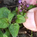 Prunella vulgaris L.Prunella vulgaris L.