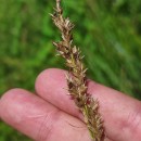 Carex paniculata L. subsp. lusitanica (Schkuhr) MaireCarex paniculata L. subsp. lusitanica (Schkuhr) Maire