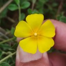 Halimium lasianthum (Lam.) Spach subsp. alyssoides (Lam.) GreuterHalimium lasianthum (Lam.) Spach subsp. alyssoides (Lam.) Greuter