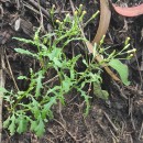 Senecio lividus L.Senecio lividus L.