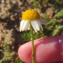 Chamaemelum nobile (L.) All.Chamaemelum nobile (L.) All.
