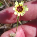 Tolpis barbata (L.) Gaertn.Tolpis barbata (L.) Gaertn.