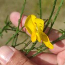 Cytisus scoparius (L.) LinkCytisus scoparius (L.) Link