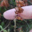 Erica ciliaris L.Erica ciliaris L.