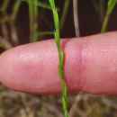 Micropyrum tenellum (L.) LinkMicropyrum tenellum (L.) Link