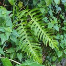 Polypodium interjectum ShivasPolypodium interjectum Shivas