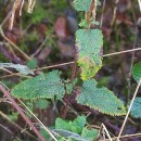 Teucrium scorodonia L.Teucrium scorodonia L.