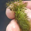 Utricularia australis R. Br.Utricularia australis R. Br.