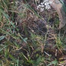 Trocdaris verticillatum (L.) Raf.Trocdaris verticillatum (L.) Raf.