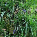 Hyacinthoides non-scripta (L.) Chouard ex Rothm.Hyacinthoides non-scripta (L.) Chouard ex Rothm.