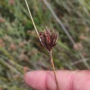 Schoenus nigricans L.Schoenus nigricans L.
