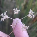 Peucedanum lancifolium LangePeucedanum lancifolium Lange