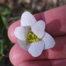 Anemone nemorosa L.Anemone nemorosa L.