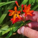 Crocosmia × crocosmiiflora (Lemoine) N.E.Br.Crocosmia × crocosmiiflora (Lemoine) N.E.Br.