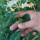 Lonicera periclymenum L. subsp. periclymenumLonicera periclymenum L. subsp. periclymenum