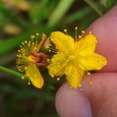 Hypericum undulatum Schousb. ex Willd.Hypericum undulatum Schousb. ex Willd.