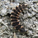 Lampyris sp. Geoffroy, 1762Lampyris sp. Geoffroy, 1762