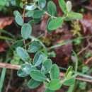 Hypericum pulchrum L.Hypericum pulchrum L.