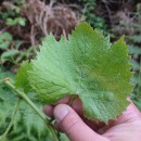 Vitis labrusca L.Vitis labrusca L.