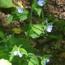 Pentaglottis sempervirens (L.) Tausch ex L.H. BaileyPentaglottis sempervirens (L.) Tausch ex L.H. Bailey