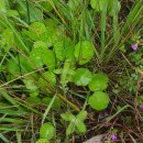 Hydrocotyle vulgaris L.Hydrocotyle vulgaris L.