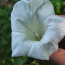 Calystegia silvatica (Kit.) Griseb.Calystegia silvatica (Kit.) Griseb.