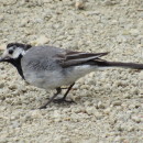 Motacilla alba Linnaeus, 1758Motacilla alba Linnaeus, 1758