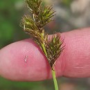 Carex leporina L.Carex leporina L.