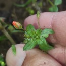 Lysimachia arvensis (L.) U.Manns & Anderb.Lysimachia arvensis (L.) U.Manns & Anderb.