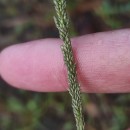 Sporobolus indicus (L.) R. Br.Sporobolus indicus (L.) R. Br.