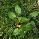 Rumex acetosa L.Rumex acetosa L.