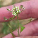 Capsella bursa-pastoris (L.) Medik.Capsella bursa-pastoris (L.) Medik.