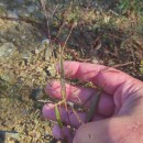 Panicum dichotomiflorum Michx.Panicum dichotomiflorum Michx.