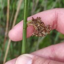 Juncus effusus L.Juncus effusus L.