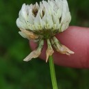 Trifolium repens L.Trifolium repens L.