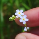 Myosotis secunda A. MurrayMyosotis secunda A. Murray