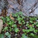 Viola palustris L.Viola palustris L.