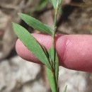 Polygonum aviculare L. subsp. aviculare .Polygonum aviculare L. subsp. aviculare .