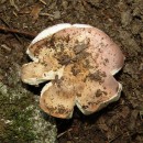 Russula sp. (Persoon, 1796)Russula sp. Pers. 1796